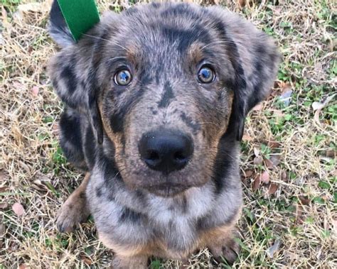 This <b>mix</b> is loyal, smart, and active with the sportiness of <b>blue</b> heelers and the friendliness of Labs. . Blue heeler golden retriever mix